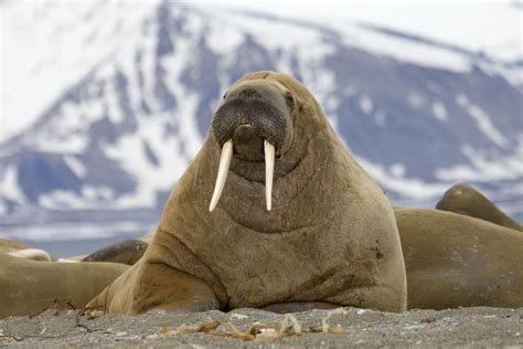 walrus in spanish word